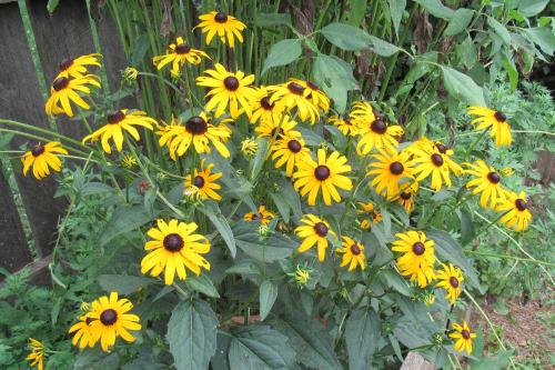 Black Eyed Susan(Rudbeckia hirta)