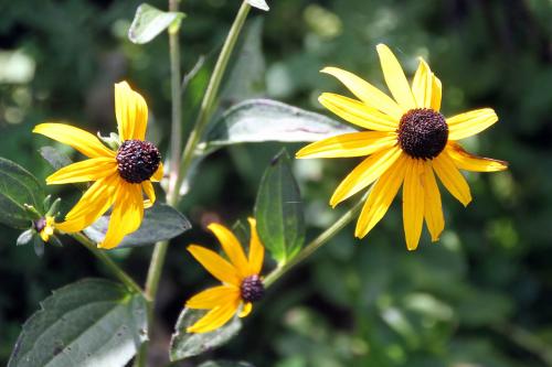 Black Eyed Susan(Rudbeckia hirta)