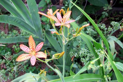 Blackberry Lily(Belamcanda chinenisi)