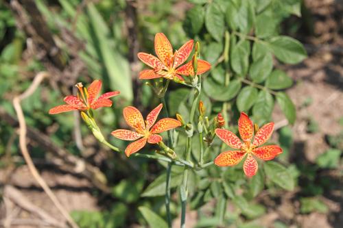 Blackberry Lily(Belamcanda chinenisi)