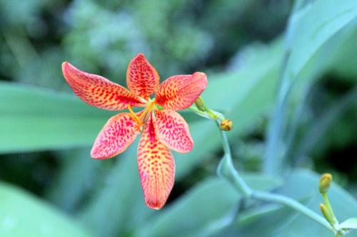 Blackberry Lily(Belamcanda chinenisi)
