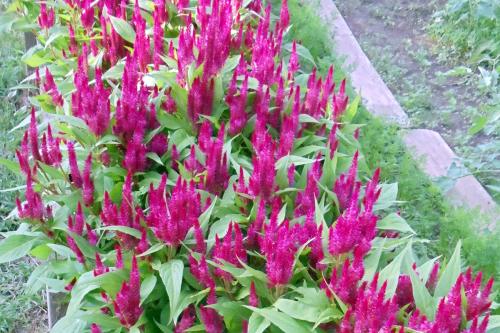 Celosia(celosia argentea)