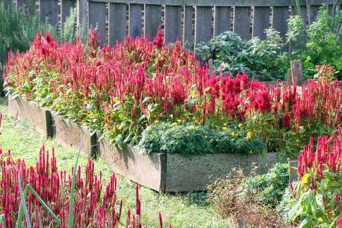Celosia(celosia argentea)