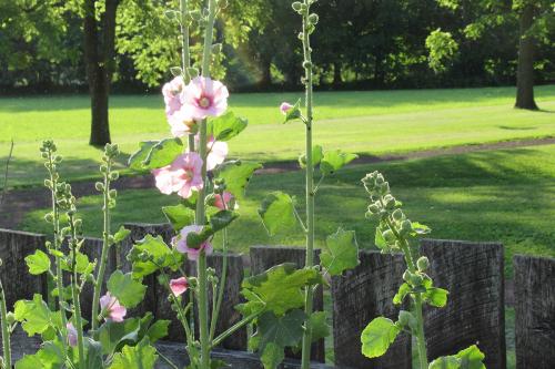 Hollyhock(Alcea-rosea)