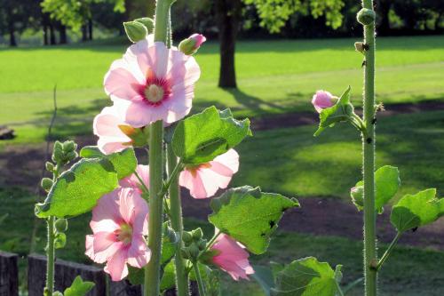 Hollyhock(Alcea-rosea)