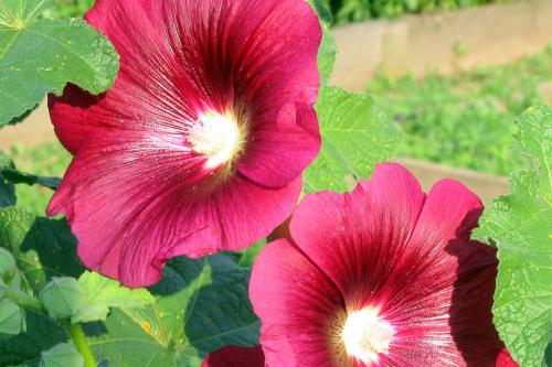 Hollyhock(Alcea-rosea)