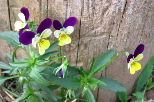 Johnny-Jump-ups(viola-tricolor)