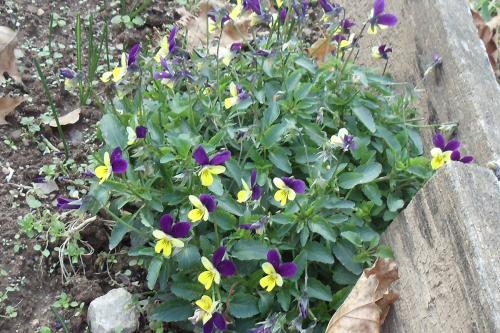 Johnny-Jump-ups(viola-tricolor)