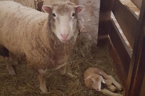 Mom-and-Lamb-1200px