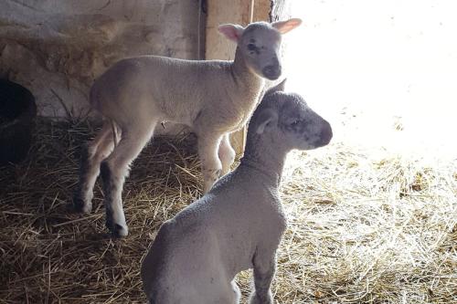 New-lambs-1200px