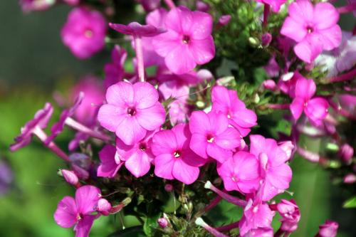 Phlox(phlox paniculata)