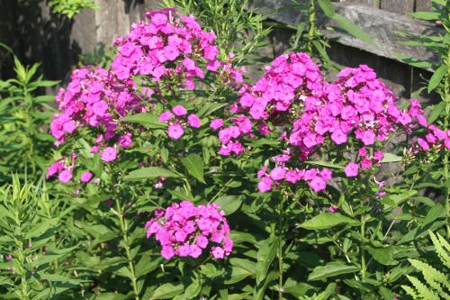 Phlox(phlox paniculata)