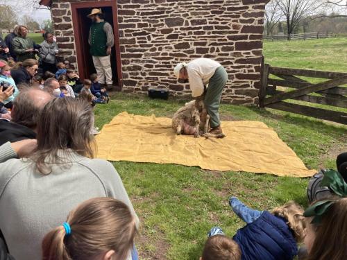 Sheep-Shearing-Event15