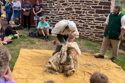 Sheep-Shearing-Event19