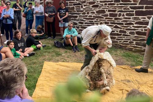 Sheep-Shearing-Event20