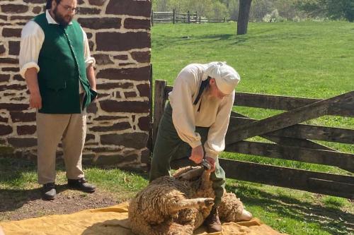 Sheep-Shearing-Event23