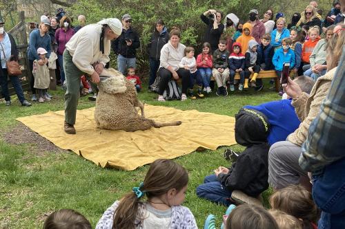 Sheep-Shearing-Event6