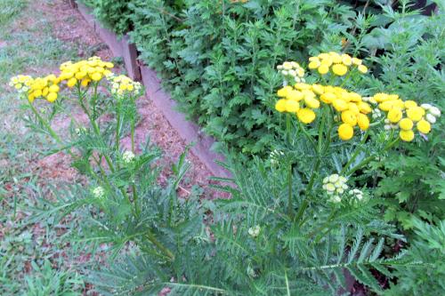 Tansy(Tanacetum vulgare)