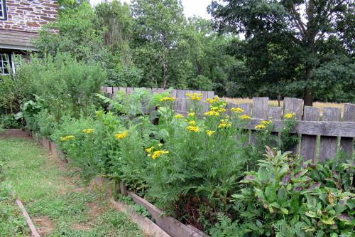 Tansy(Tanacetum vulgare)